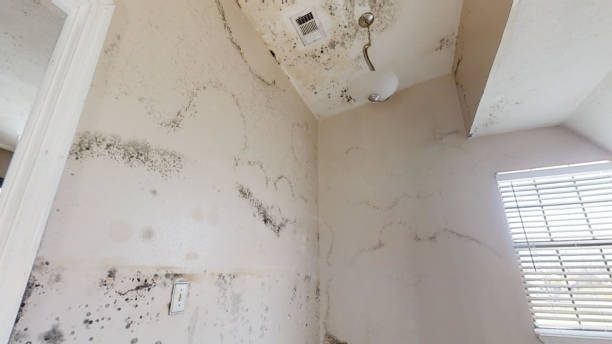 Best Airborne Mold Testing  in Clendenin, WV