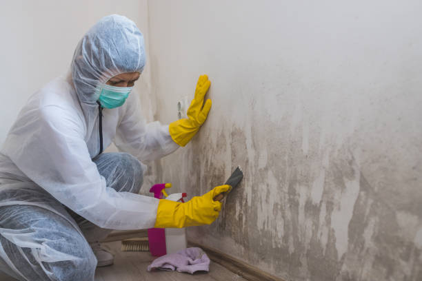 Best Mold Remediation for Rental Properties  in Clendenin, WV