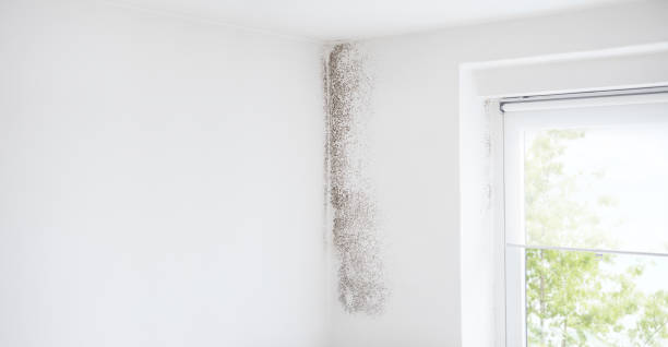 Best Dehumidification Services  in Clendenin, WV