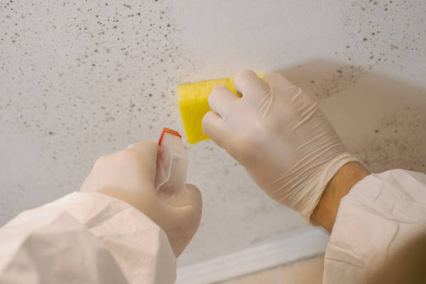 Best Mold Prevention Services  in Clendenin, WV
