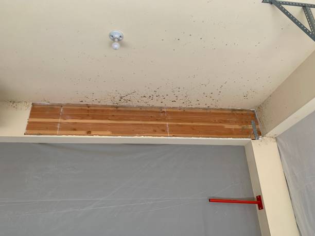 Best Post-Construction Mold Inspection  in Clendenin, WV