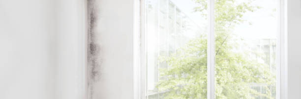 Best HVAC Mold Inspection and Cleaning  in Clendenin, WV
