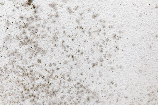 Environmental Consulting for Mold Prevention in Clendenin, WV