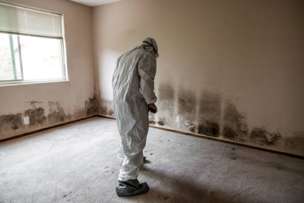 Best Water Damage & Mold Remediation  in Clendenin, WV