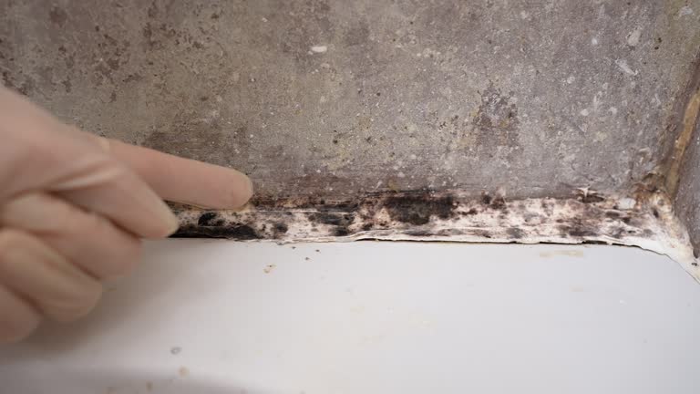Best Forensic Mold Investigation  in Clendenin, WV
