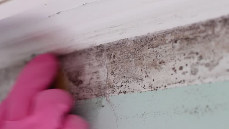 Best Post-Construction Mold Inspection  in Clendenin, WV